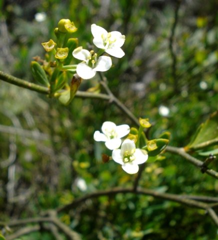 Montinia caryophyllacea pollen grain travels